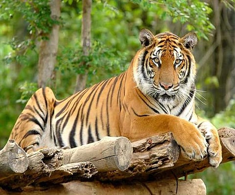 World Tiger Day : एक, दोन, तीन नव्हे…तब्बल 40 वेळा वाघांचे दर्शन, नाशिकच्या अनंत सरोदेंनी जोपासला आगळावेगळा छंद