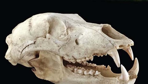 डीएनए ३२ हजार वर्षांपूर्वीच्या अस्वलाच्या कवटीतून मिळवले