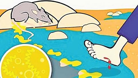 लेप्टोस्पायरोसिसचा पुराच्या पाण्यामुळे धोका संभवतो