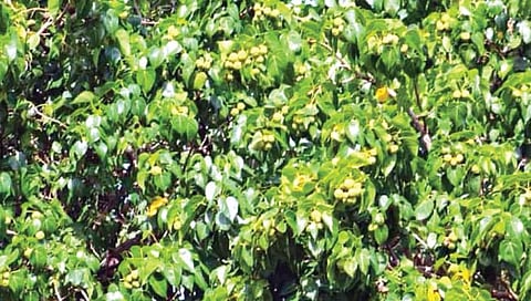 या आहेत धोकादायक वनस्पती : केवळ स्पर्शानेही माणसाचा जीव जाऊ शकतो