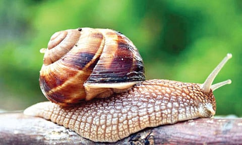 तीन वर्षेही झोपते गोगलगाय!