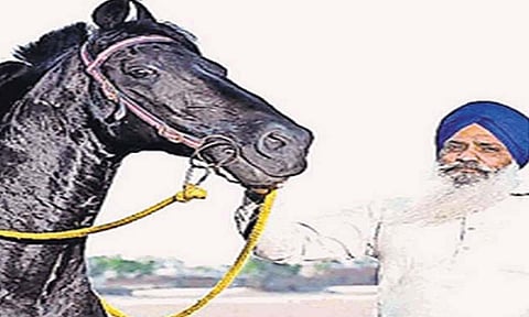 घोडे खरेदीसाठी हवी ती किंमत देण्यास तयार, तरीही घोडे त्यांनी विकले नाही