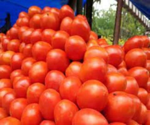 Tomato Price : टोमॅटोची 80 रुपये किलोंवर उडी, बळीराजापेक्षा व्यापार्यांनाच भाववाढीचा फायदा