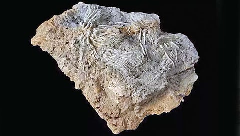 अनोख्या सागरी जीवांचे जीवाश्म