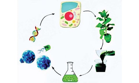 वनस्पती पासून बनवली कोरोनावरील लस