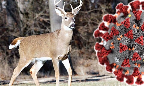 अमेरिकेत चक्क हरणालाही कोरोना संसर्ग झाल्याचे आढळले