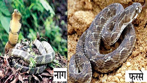 महापूर : महाड, पोलादपूरच्या महापुरात 15 हजार सापांचा मृत्यू