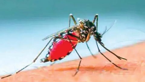 मलेरियाचा संक्रमण पॅटर्न बदलण्यामागे हवामान बदल