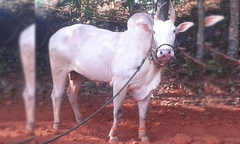 गुलब्या बैलाच्या एक्झिटने चंदगड तालुक्यात हळहळ