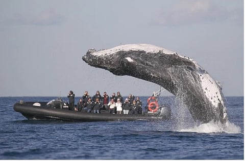 व्हेल मासा