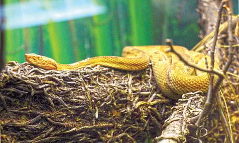 या बेटावर वेगवेगळ्या प्रजातींचे चार हजारांपेक्षाही अधिक सर्प