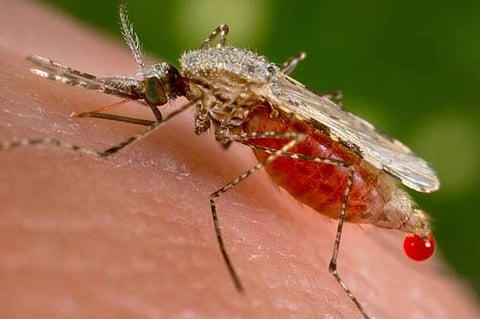 चार महिने गर्भवती राहू नका! ‘झिका’ प्रतिबंधासाठी बेलसरमध्ये जनजागृती