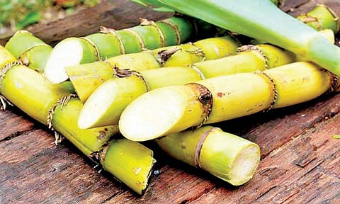 उसाच्या एफआरपीत प्रतिटन ५० रुपये वाढ