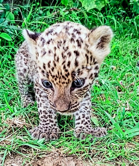 माेसेवाडी वस्तीत सापडले बिबट्या चे पिल्लू; परिसरात घबराट