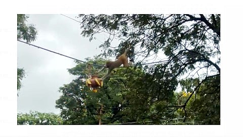 दहीहंडी : कासा येथे गोविंदा पथकाऐवजी वानराने फोडली दहीहंडी