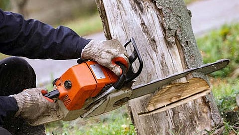 दिल्लीत दर तीन तासाला कापण्यात आले एक झाड ; ‘आरटीआय’मधील माहिती