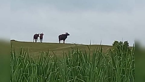 मंगरायाची वाडी परिसरात तीन वन्य गव्यांचे दर्शन