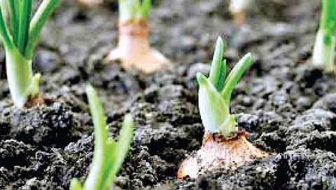 सेंद्रिय शेती उत्पादनांना मिळणार मान्यता