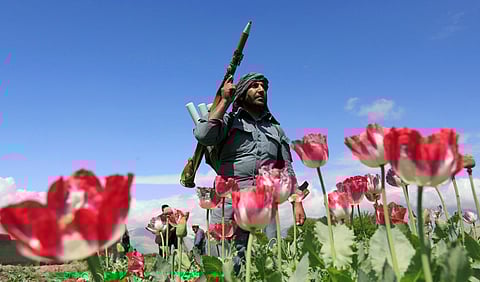 Taliban : 'अफू आणि हेरोईन'मुळेच तालिबान्यांचा अफगाणिस्तानावर वर्चस्व