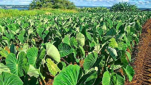 वर्षभर घ्या अळूचे पीक आणि भरघोस उत्पादन मिळवा