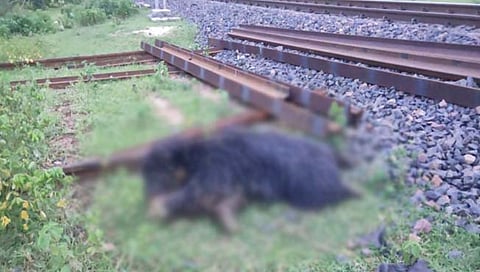 चंद्रपूर : रेल्वेच्या धडकेत मादी अस्वलाचा मृत्यू