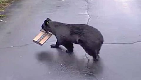 ऑनलाईन मागवलेल्या साहित्यावर अस्वलाचा डल्ला!