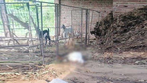 वळती गावाच्या हद्दीत बिबट्याच्या हल्ल्यात दाेन शेळ्या ठार झाल्या. (छाया : किशोर खुडे)