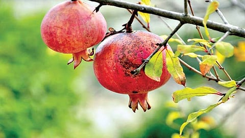 बेल्हे परिसराची डाळिंबाची ख्याती होऊ लागली लुप्त