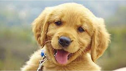 बेळगाव : कोगनोळीत कुत्र्याने रोखली १० मेंढ्यांची चोरी