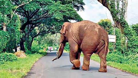 कुठे आलोय हे टस्करला कळतच नव्हते. सगळाच नवा परिसर; पण त्याने थेट रस्ता धरला आणि माणसांच्या दुनियेपासून पुन्हा दूर आपल्या राज्याकडे निघाला...