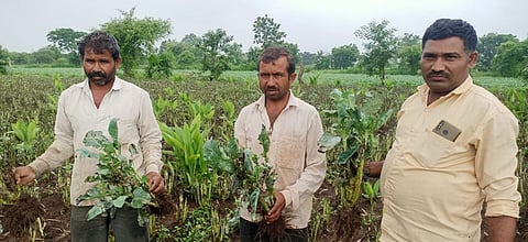 वाशिम : शेतकऱ्याची बियाणे कंपनीकडून फसवणूक; ४ लाखांचे नुकसान