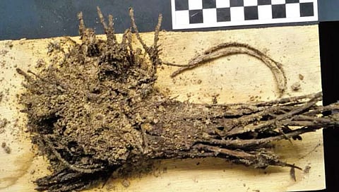 मेक्सिको मध्ये सापडला दोन हजार वर्षांपूर्वीचा फुलांचा गुच्छ!