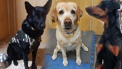 अफगाणिस्तान : भारतीय दुतावासाची सुरक्षा करणारे तीन श्वान मायदेशी परतले