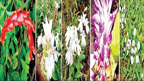 कास पठारावरती बहरतोय विविध रानफुलांचा रंगोत्सव