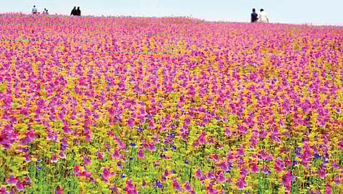 कास पठारावर दोन वर्षांनंतर पर्यटकांची पावले; आजपासून पठार खुले