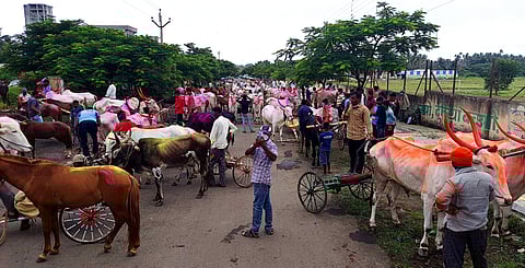 महाराष्ट्रात बैलगाडी शर्यतींना परवानगी द्यावी; तासगावात मोर्चा