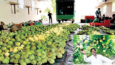 यशोगाथा : बार्शीच्या सीताफळाचा सातासमुद्रापार डंका