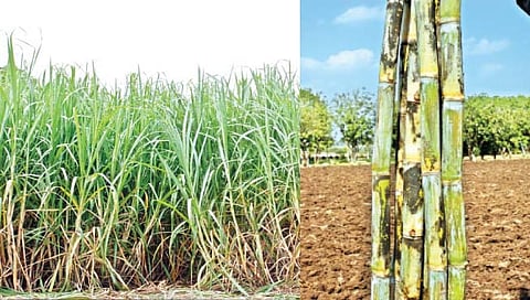 ‘व्हीएसआय’च्या ऊस वाणाचा नऊ राज्यांत डंका