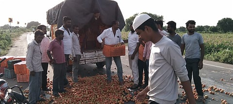 टोमॅटो मातीमोल : शेतकऱ्याने साडेतीनशे कॅरेट टोमॅटो फेकला रस्त्यावर