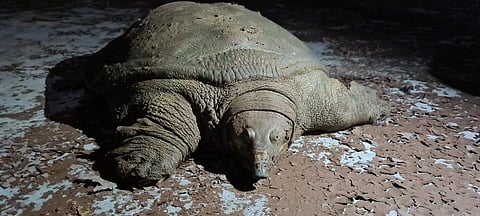 कोल्हापूर : शिरटीत आढळले ४० किलो वजनाचे कासव