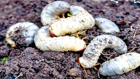 ऊस पिकातील हुमणीचे एकात्मिक नियंत्रण