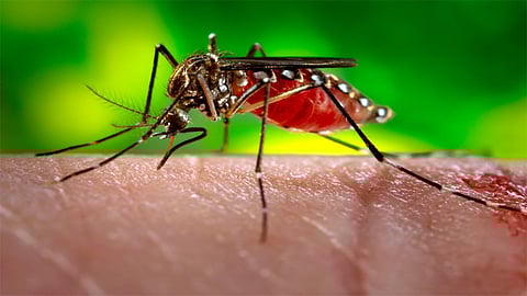 Global Mosquito Day : डासजन्य रोगांपासून रक्षण कसं करावं?