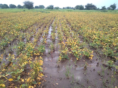 बोरी परिसरातील दहा हजारांहून अधिक हेक्टर सोयाबीन पाण्याखाली