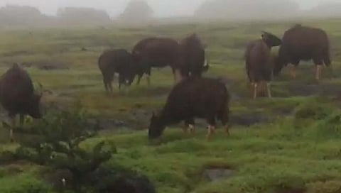 कास पठारावर रानगव्यांचा मुक्त संचार