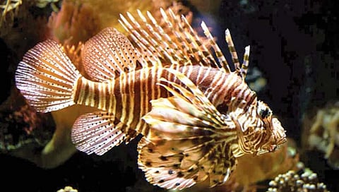 लायनफिश या माशामुळे लकवा आणि मृत्यूचा धोका!