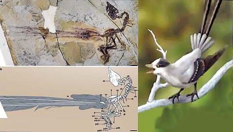 पिसारा असलेल्या पक्ष्याचे जीवाश्म