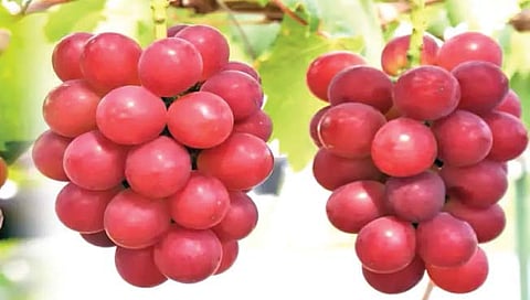 लाल द्राक्षे च्या एका घडाची किंमत आठ लाख रुपये!
