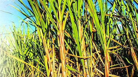 sugarcane