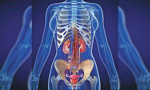 मूत्राशयाच्या संसर्गाची समस्या पुरुषांपेक्षाही महिलांमध्ये होण्याचे कारण काय?