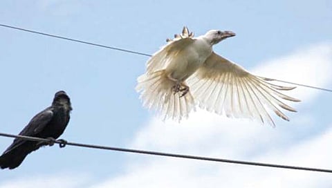 गुजरातमध्ये आढळला पांढरा कावळा!